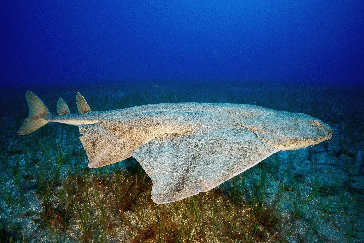 Common angelshark (Squatina squatina). Photo credit: Michael Sealey