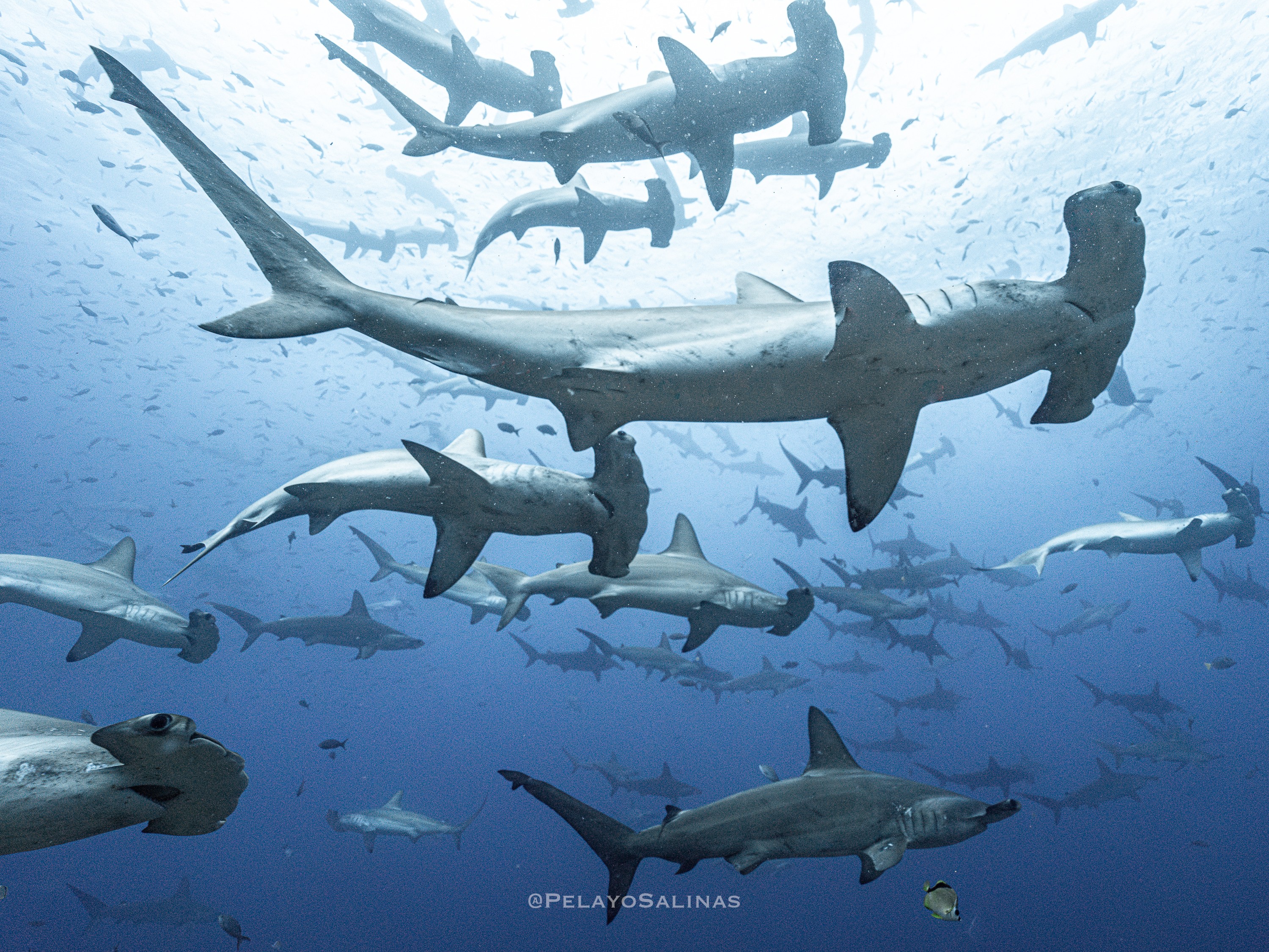 Hammerhead shark in Galapagos