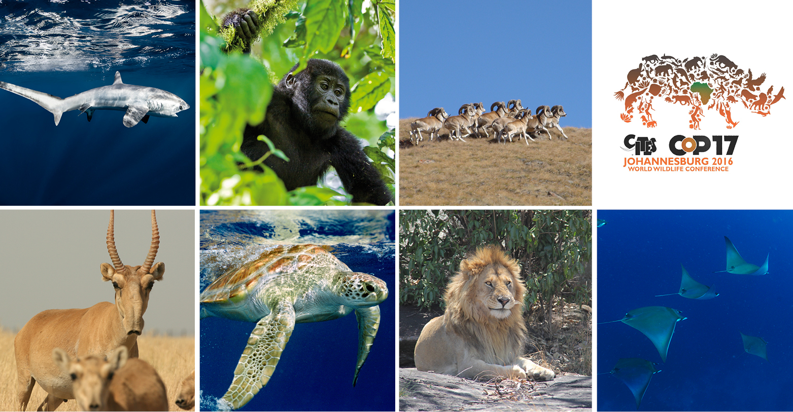 Pelagic Thresher Shark © Shawn Heinrichs; Mountain gorilla © Mondberge; Argali Sheeps © Askar Davletbakov; Saiga Antelope © Navinder Singh; Marine Turtle © Projeto Tamar Brazil/ Marine Photobank; African Lion © Clara Nobbe; Pygmy Devil Rays © Guy Stevens/Manta Trust 