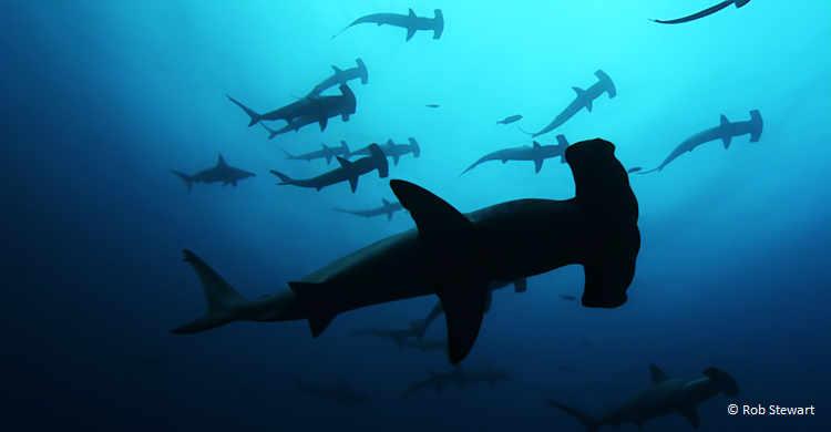 Hammerhead Sharks