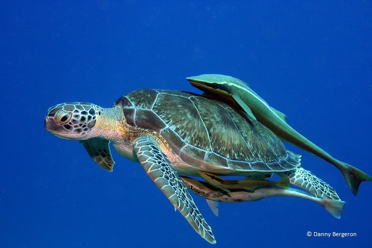 Marine Turtle