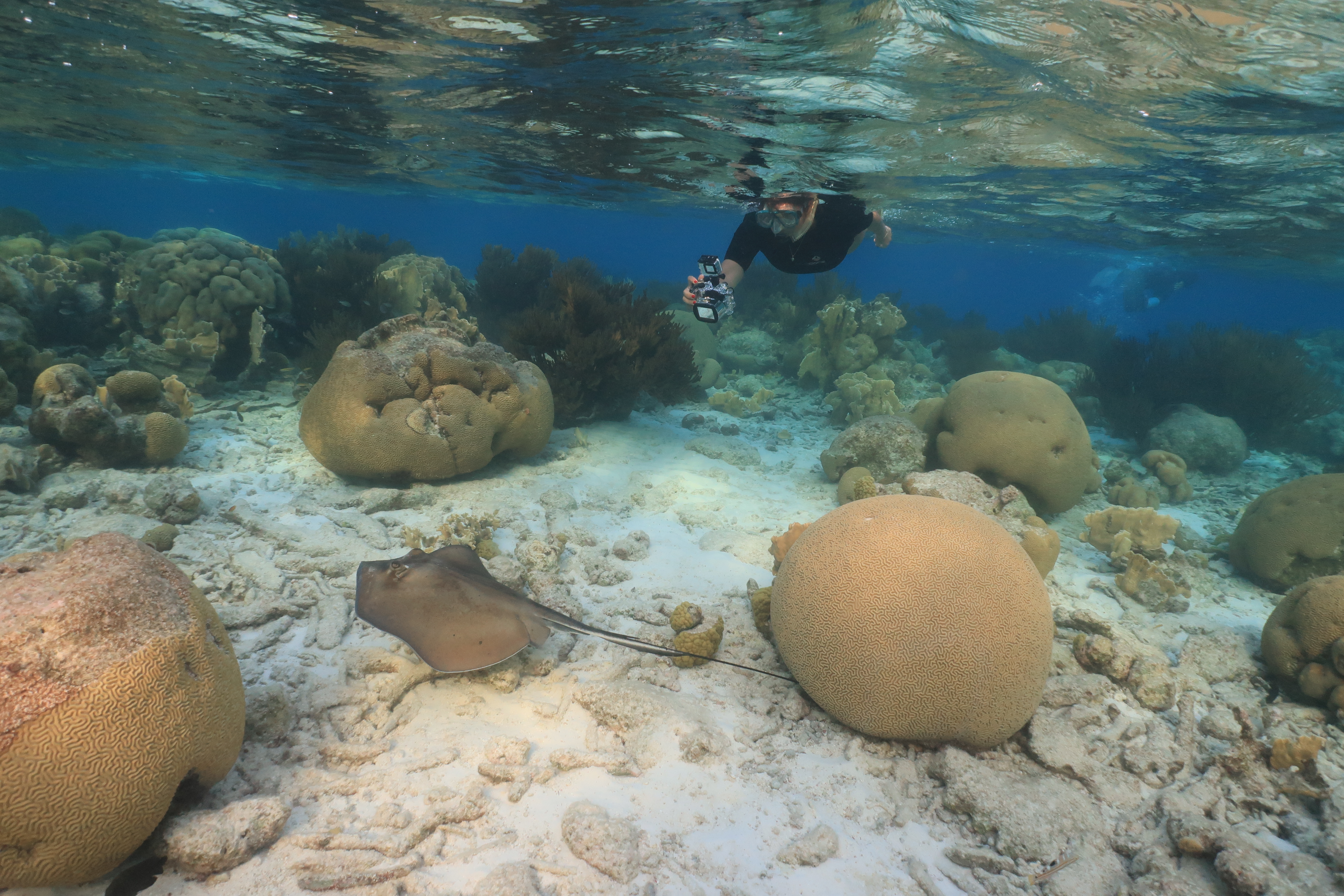 Field excursion to Klein Bonaire (Snorkeler with Stingray)  