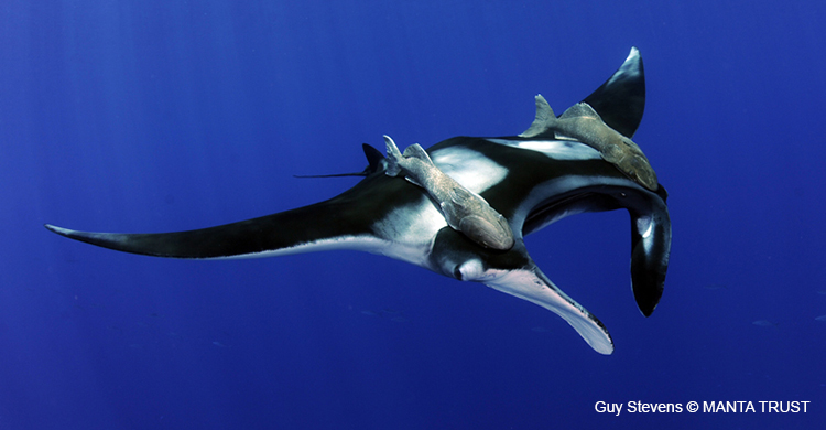 Oceanic Manta Ray (Manta birostris) Southern Spur, Fuvahmulah Atoll, Maldives 