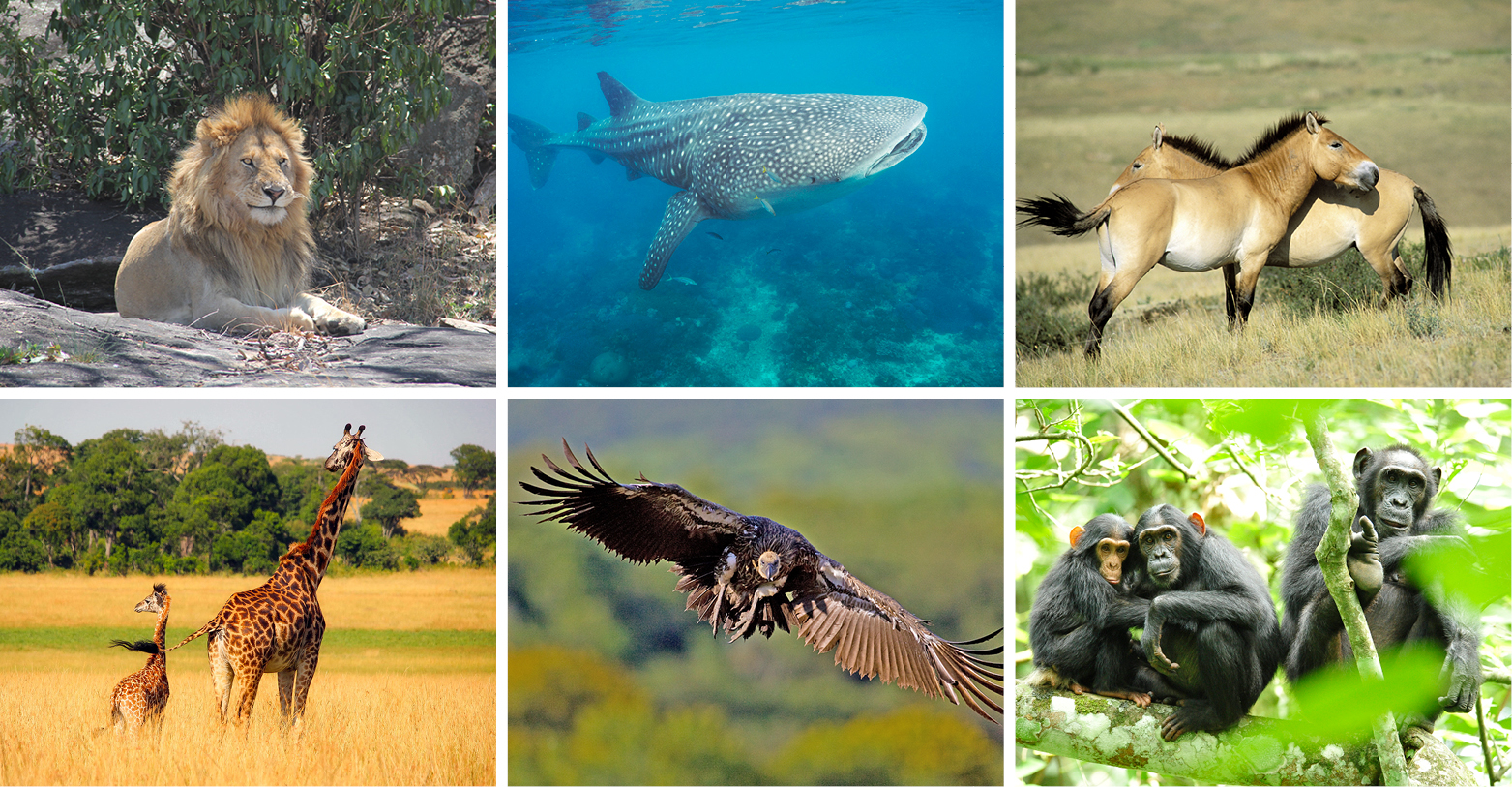 Lion africain © Clara Nobbe, Requin baleine © gonzaloaraujo.com/LAMAVE, Cheval de Przewalski © Image Broker Robert Harding, Girafes © pixabay.com, Vautour africain © Andre Botha, Chimpanzé © Bureau pour l’Afrique de USAID (Chimpanzés en Ouganda téléchargé par) [Domain publique], via Wikimedia Commons