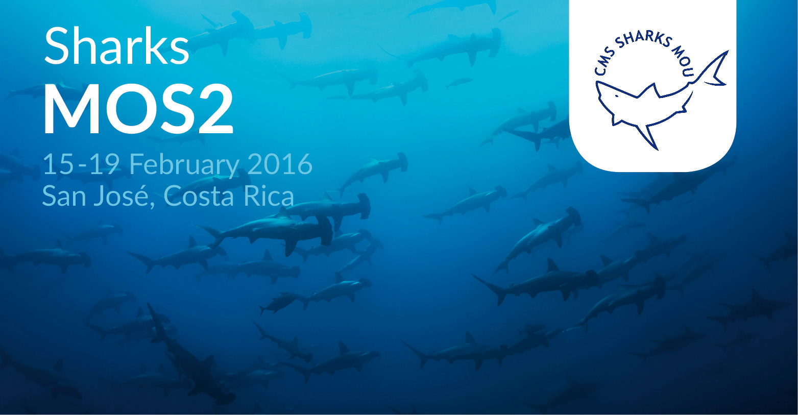 requins-marteaux © Image Broker Robert Harding