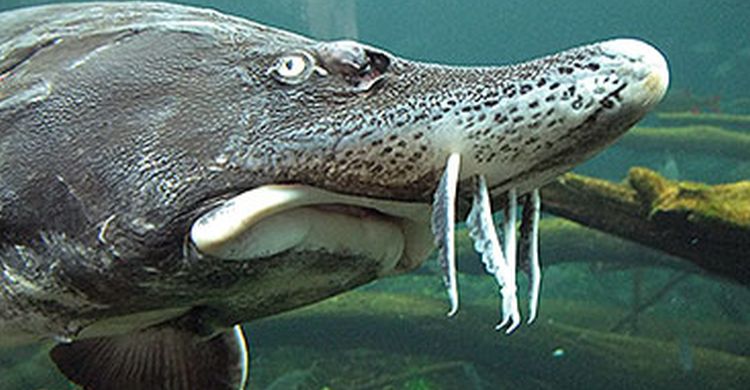 sturgeon © Stoyan Mihov