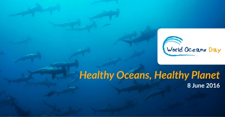 Hammerhead sharks © Image Broker Robert Harding 