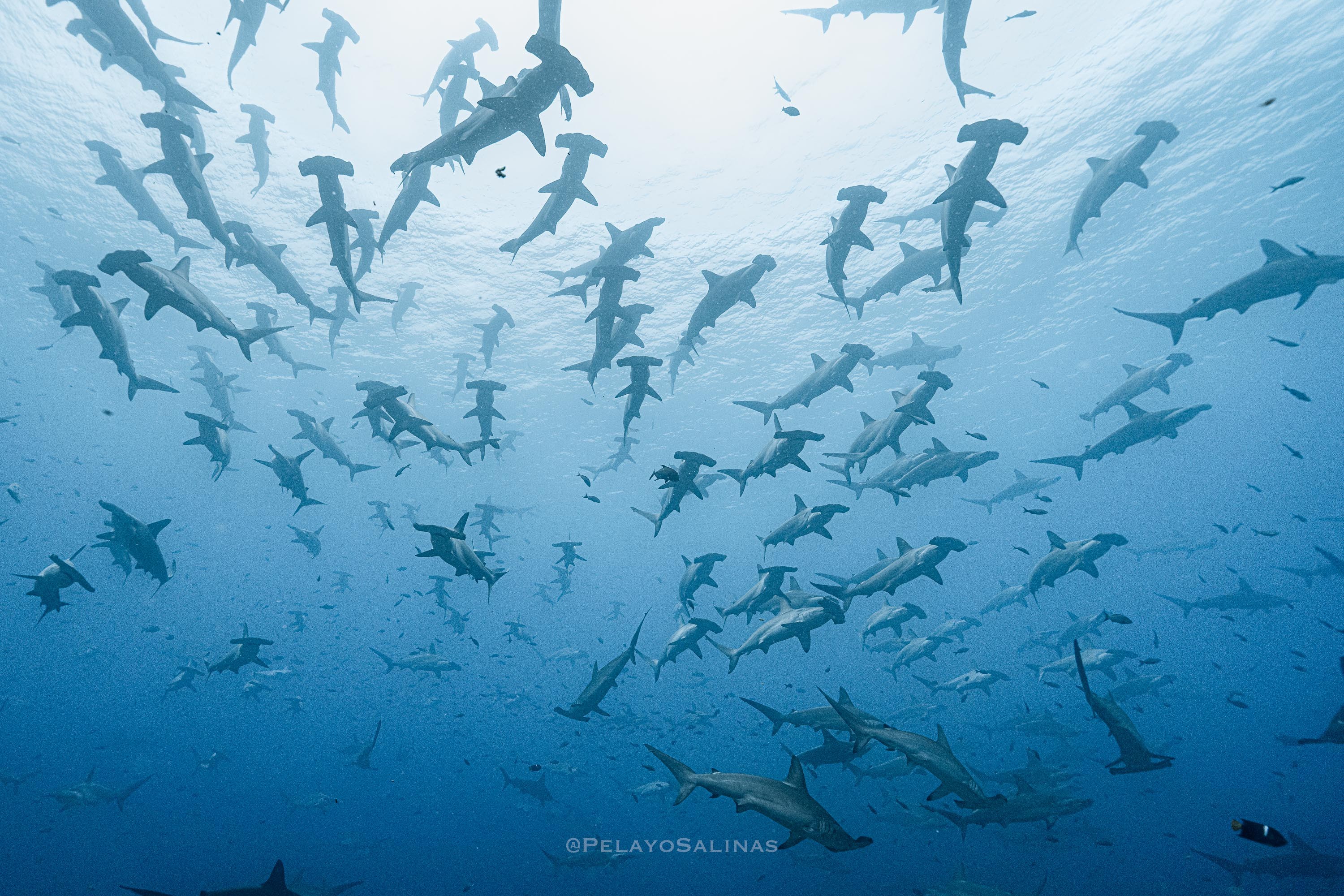 Hammerhead sharks in Galapagos