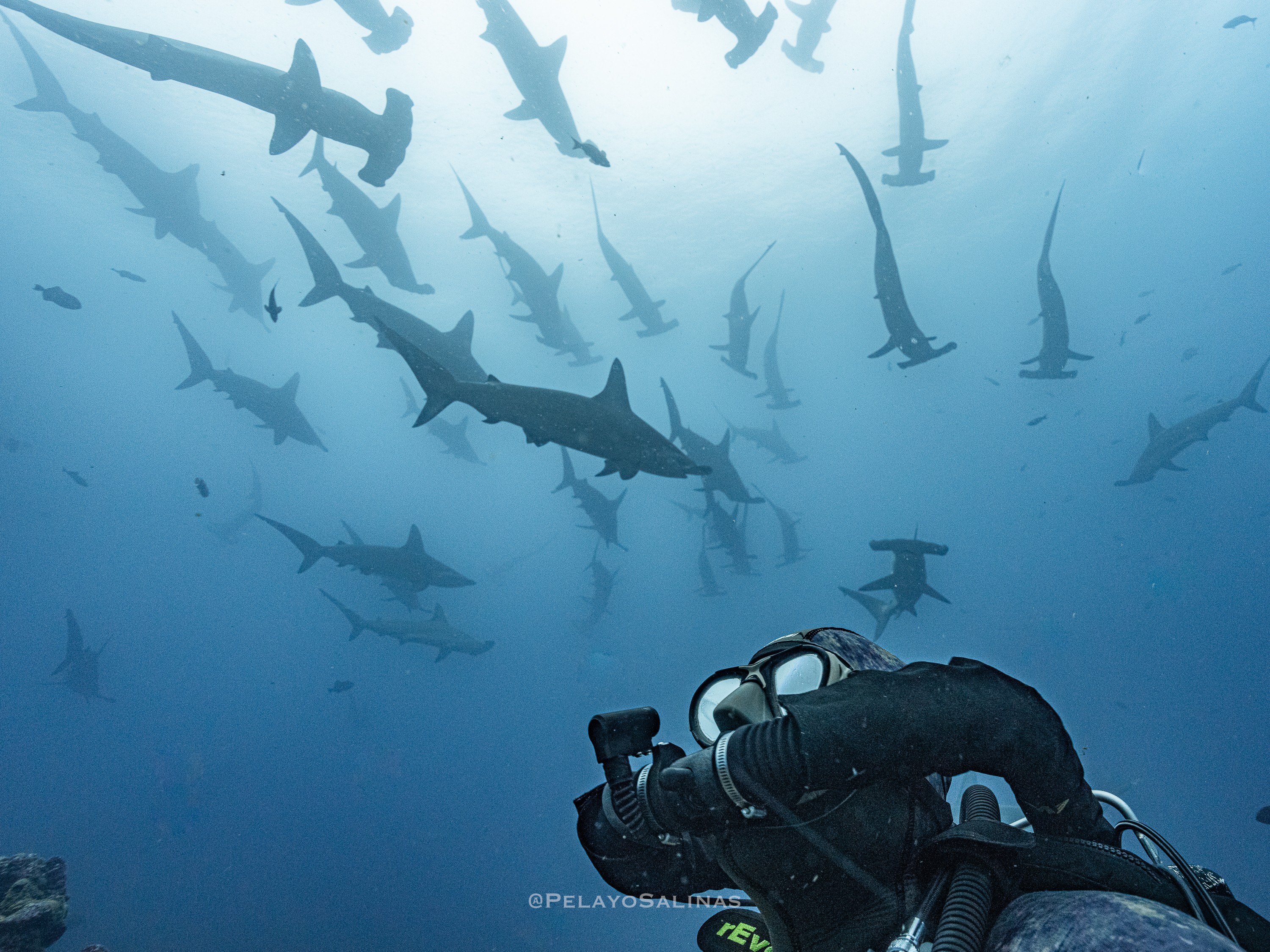 Shark diving in Galapagos