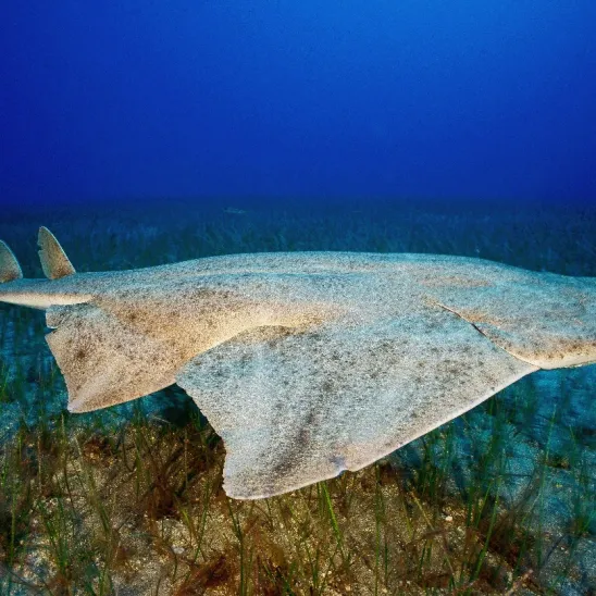 Angelsharks: A Convention on Migratory Species Success Story