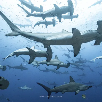 The Charles Darwin Foundation has become the newest Cooperating Partner to the CMS Sharks Memorandum of Understanding (Sharks MOU)