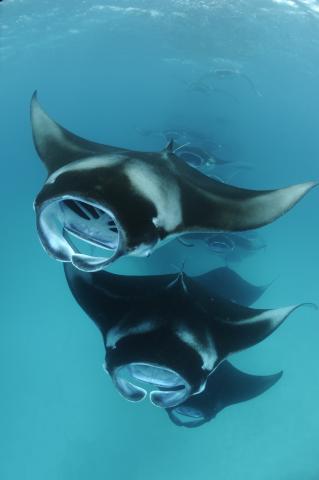 Manta Rays © Guy Stevens, Manta Trust